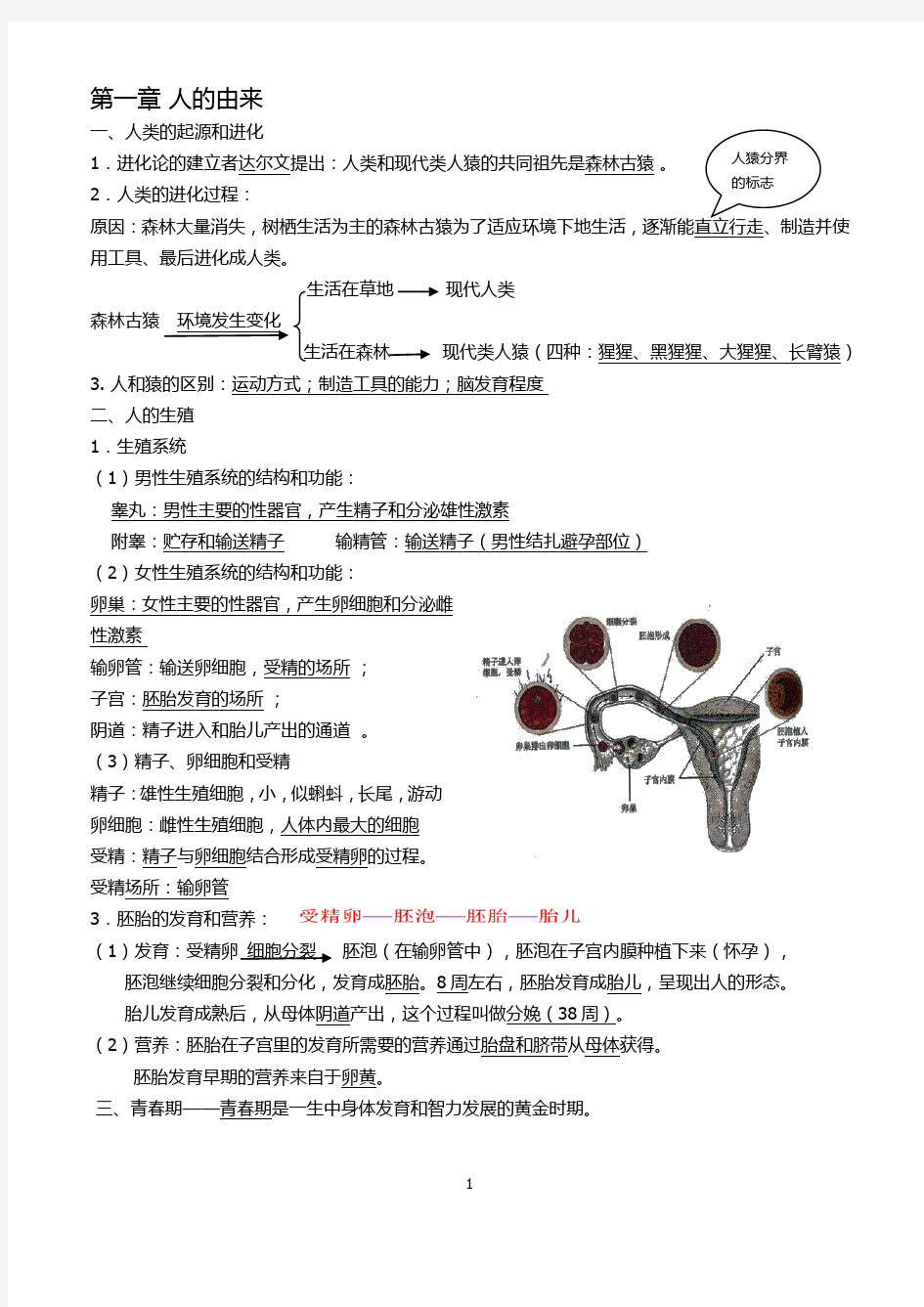 初中生物-七年级下册知识点整理学习资料