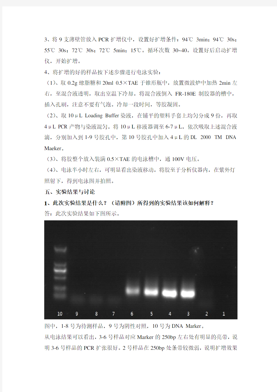 生物实验3PCR扩增 实验报告