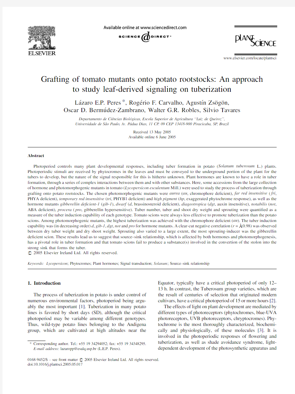 Grafting of tomato mutants onto potato rootstocks An approach to study leaf-derived signaling on tub