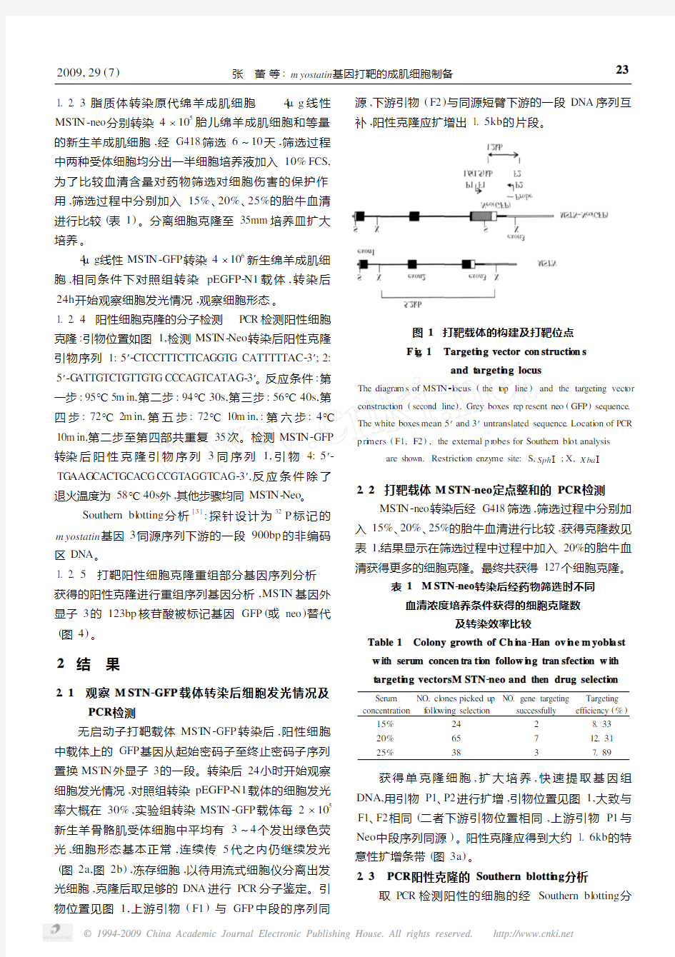 myostatin基因打靶的成肌细胞制备