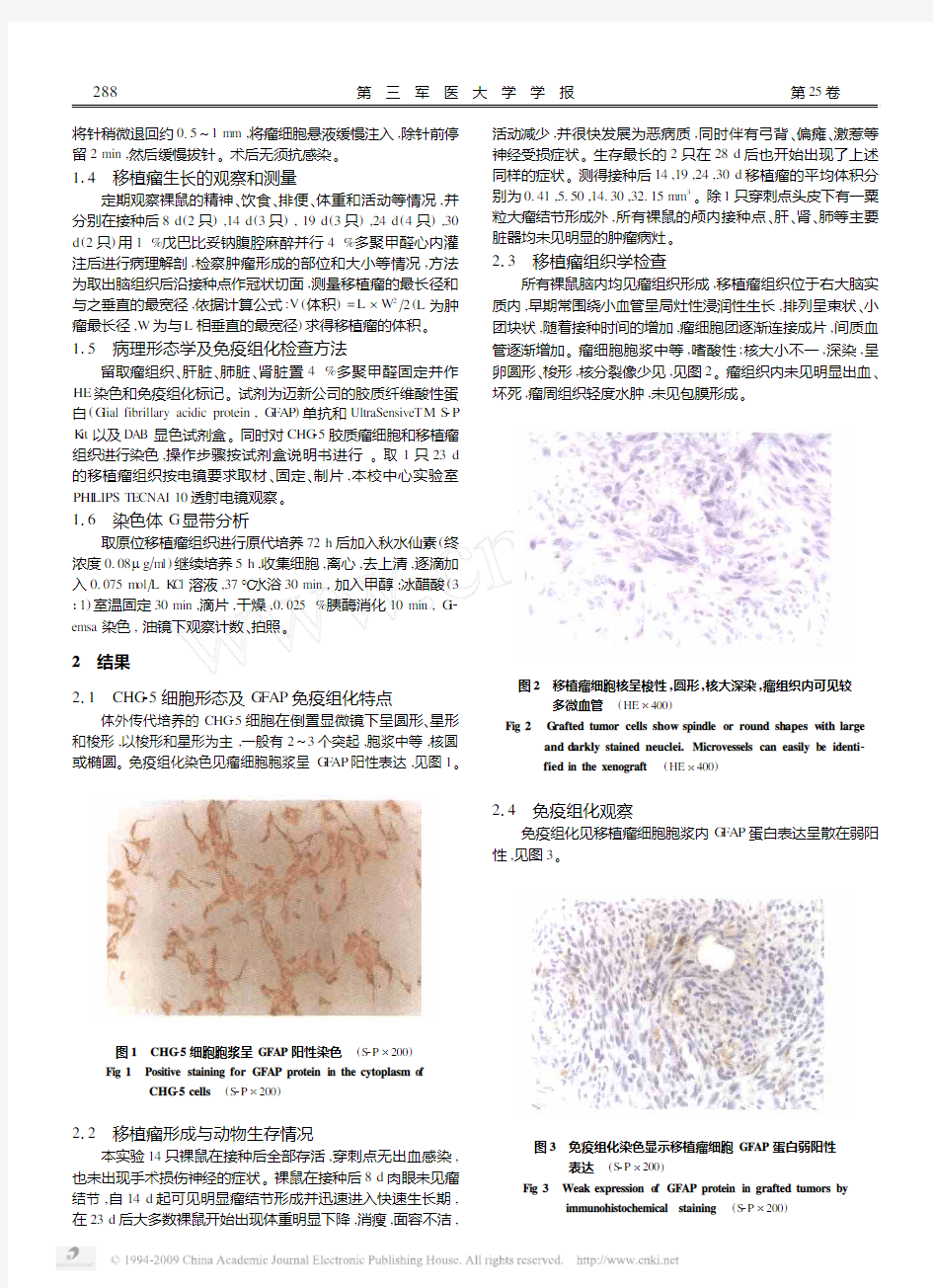 人CHG_5胶质瘤细胞裸鼠原位移植模型的建立及其生物学特性分析