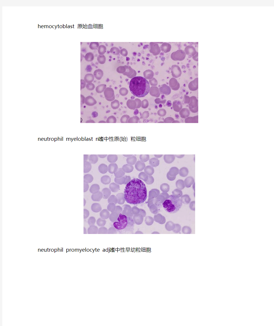 (英文标注)血细胞图谱