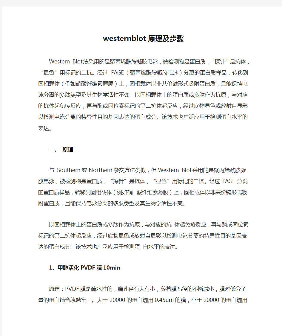 westernblot原理及步骤