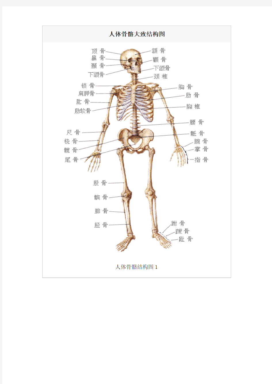 人体骨骼大致结构图