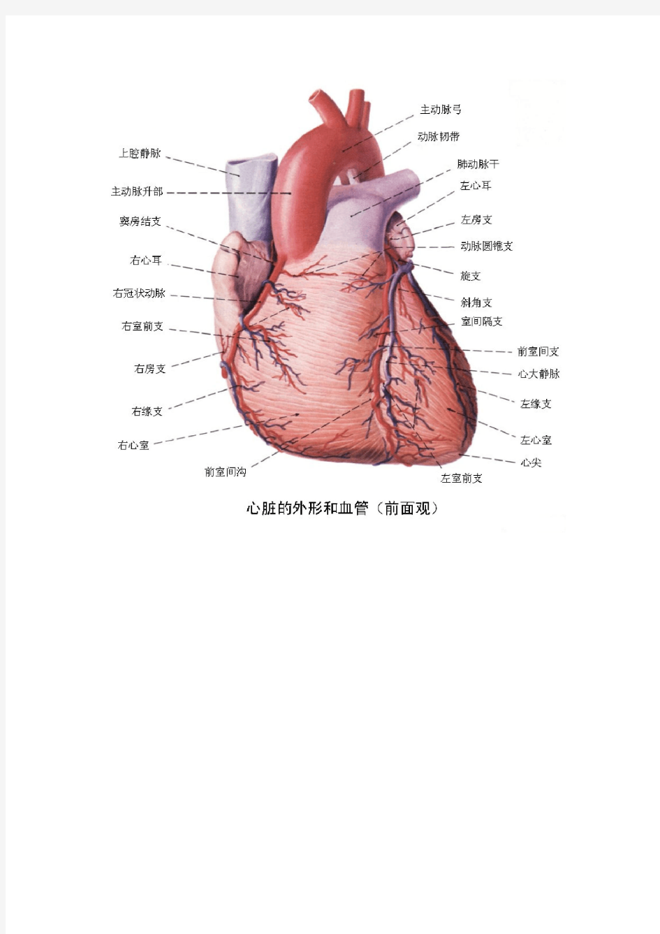 心脏解剖及记忆口诀