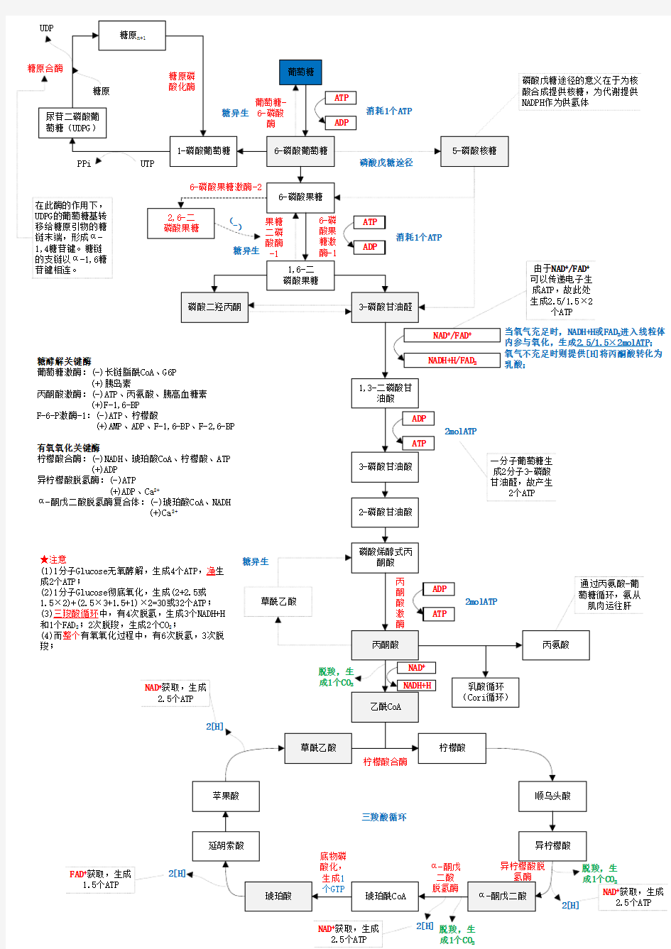 糖代谢图