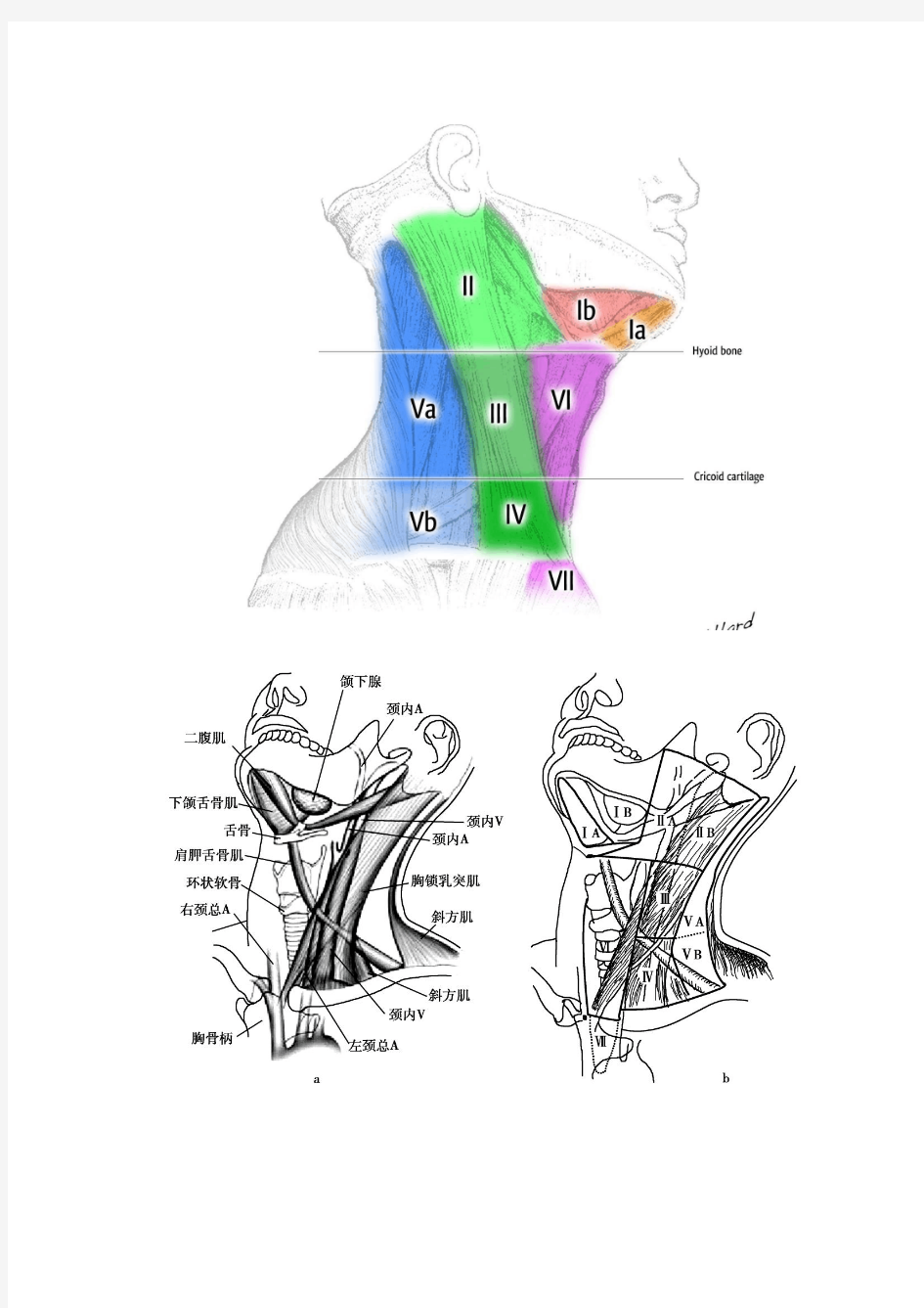 影像+解剖-最新颈部淋巴结分区示意图