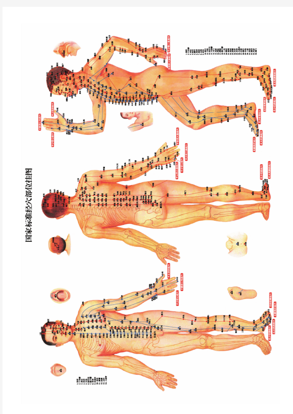 超高清国家标准经穴部位挂图