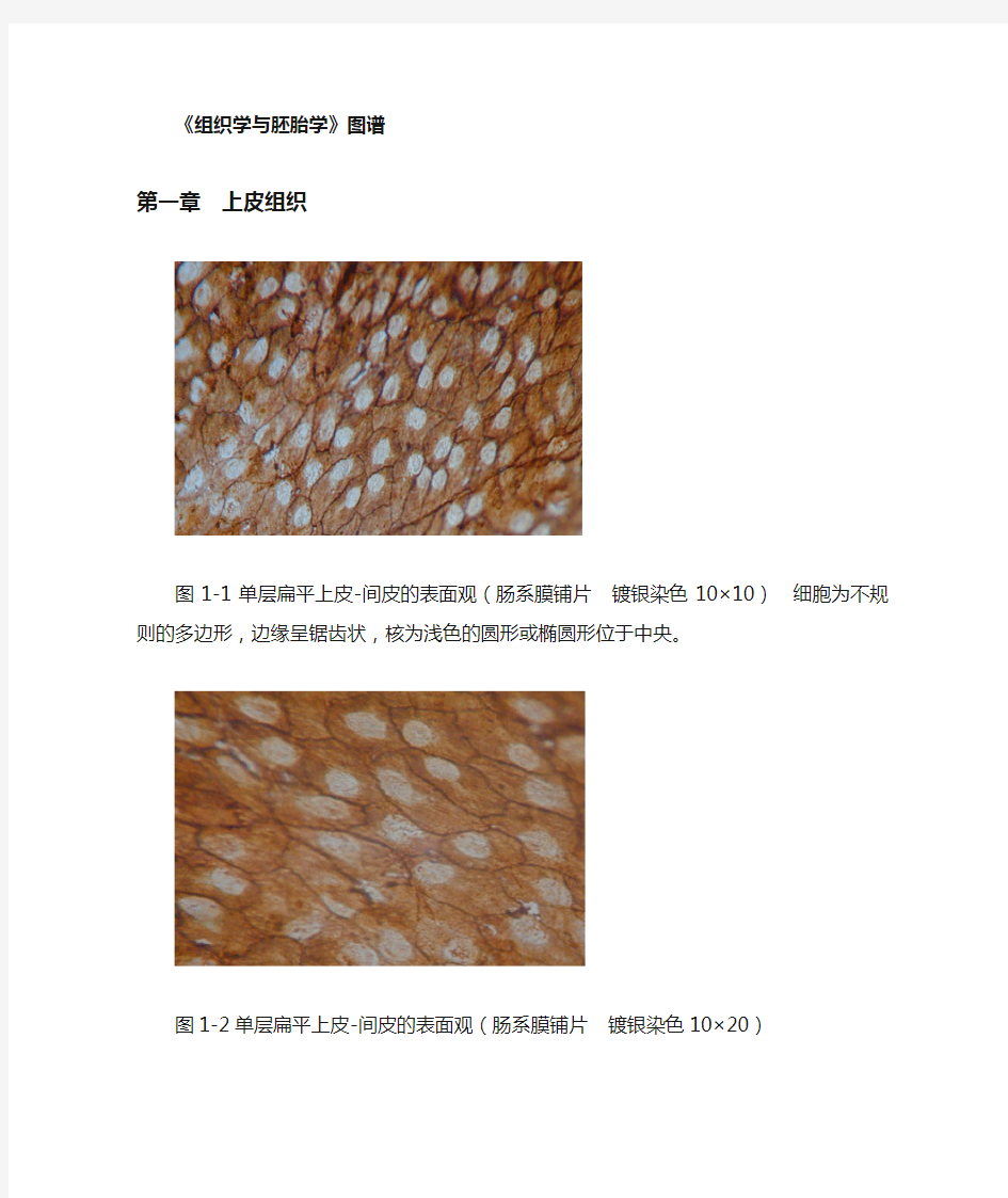 组织学与胚胎学图谱详细版