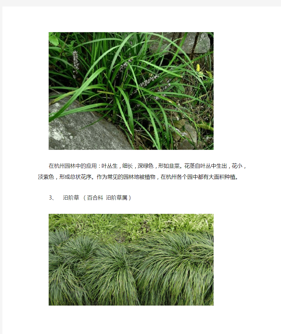 杭州地被植物和水生植物总结
