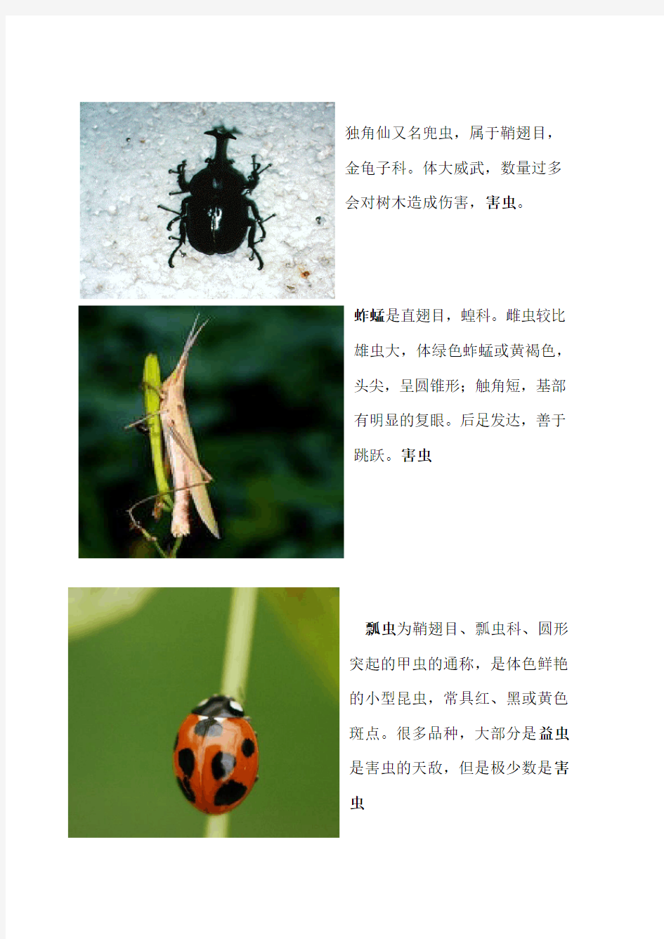 十种昆虫的图文介绍 打印