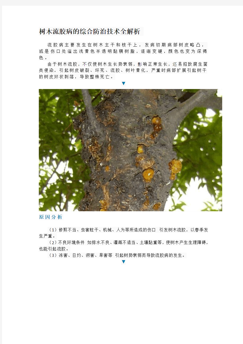 树木流胶病的综合防治技术全解析