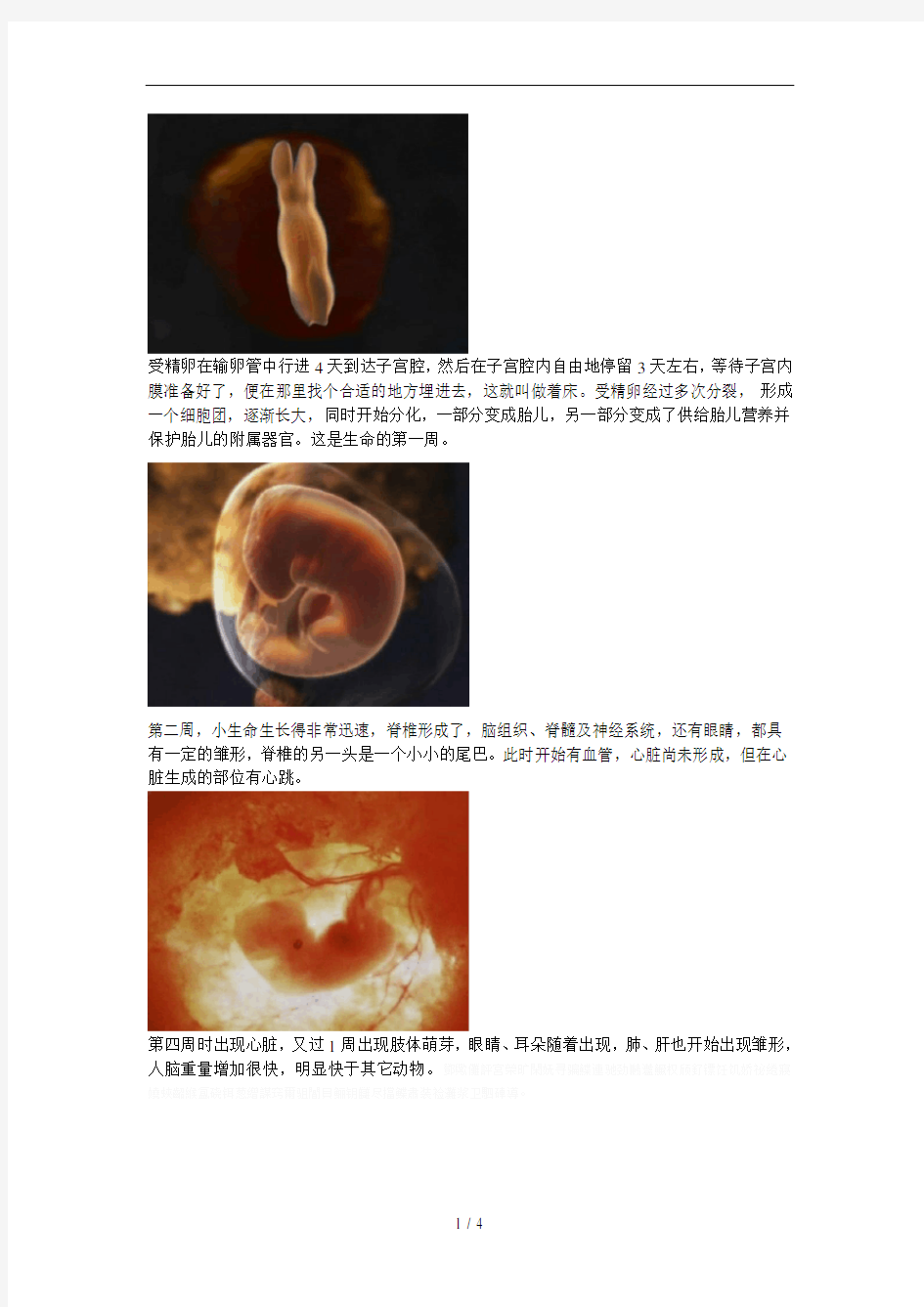 从着床到分娩 一个生命的诞生过程