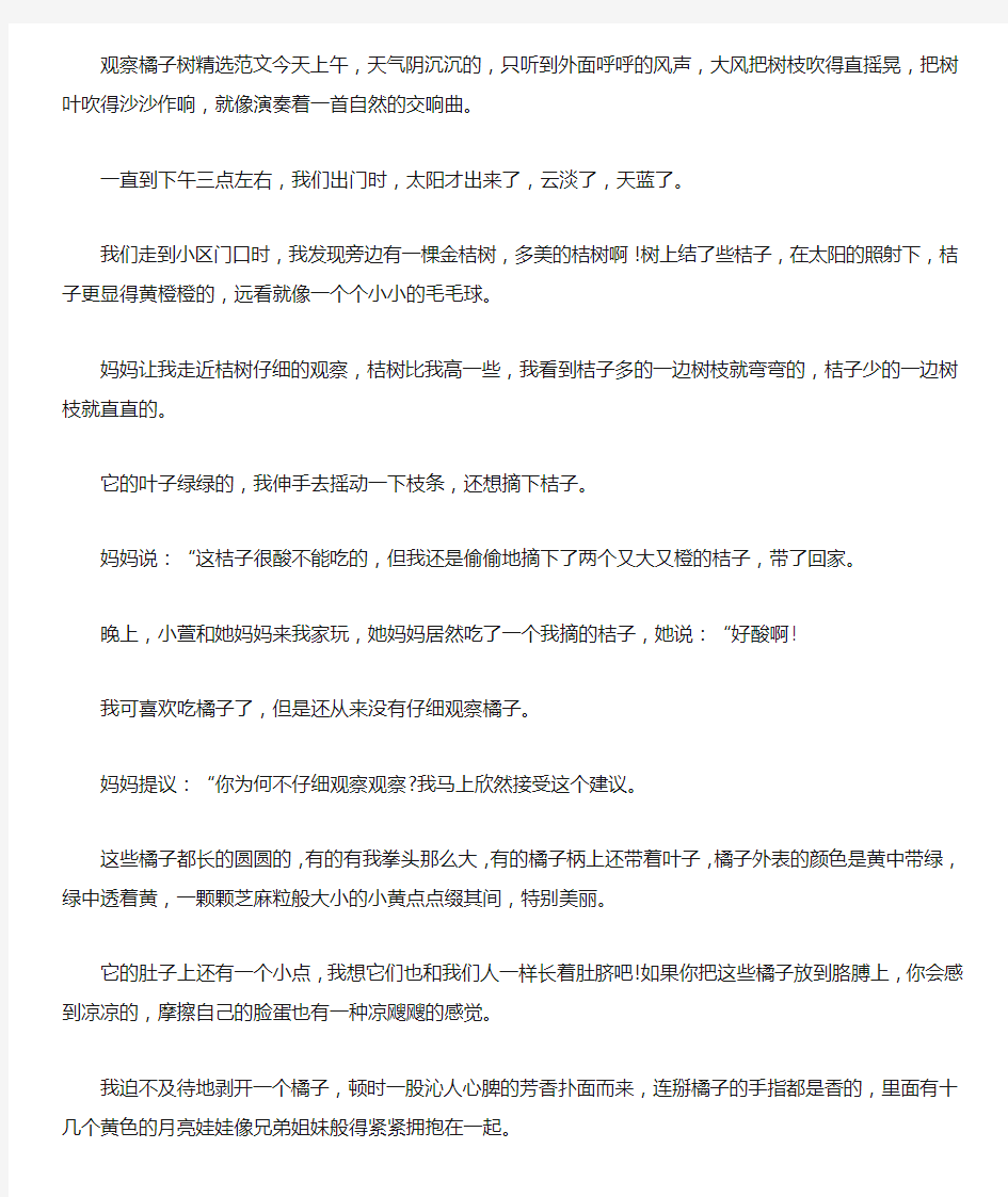 观察橘子树作文三年级精彩文章