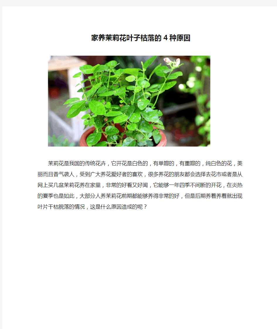 家养茉莉花叶子枯落的4种原因