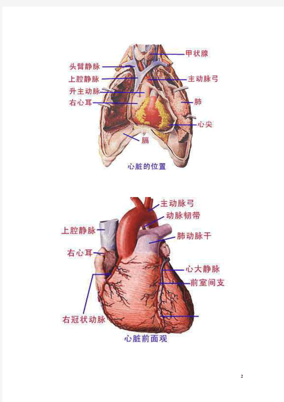 最全的人体解剖图谱