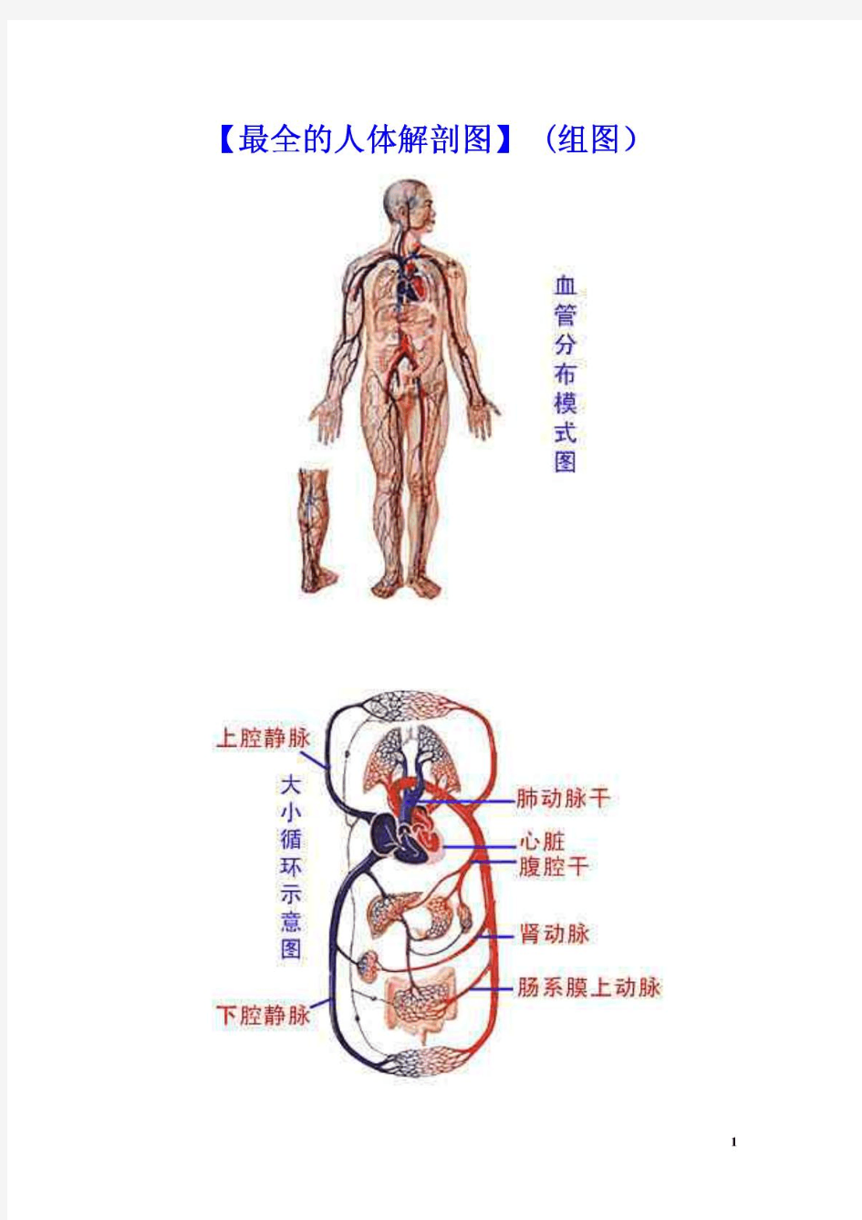 最全的人体解剖图谱