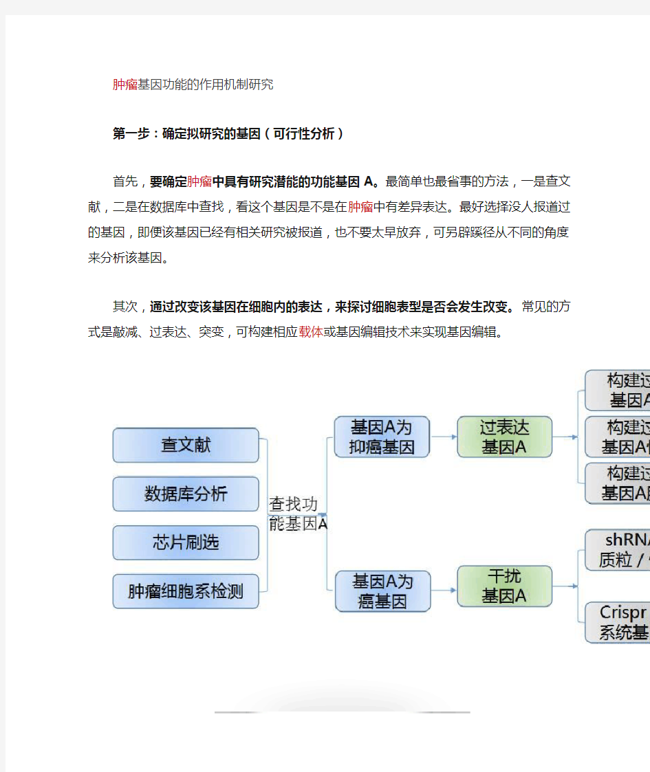 肿瘤研究机制