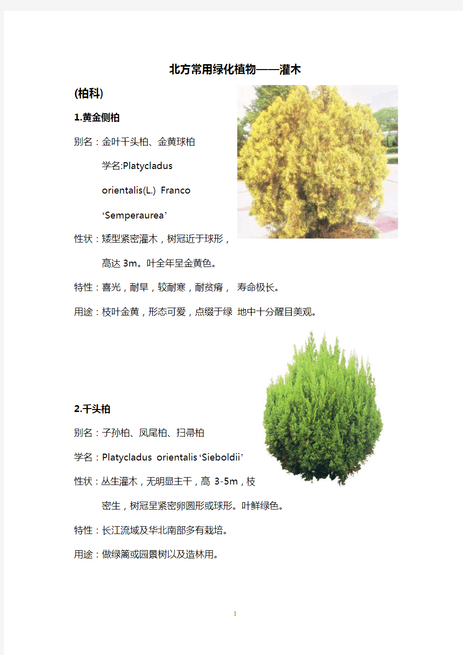 北方园林绿化常用植物-灌木