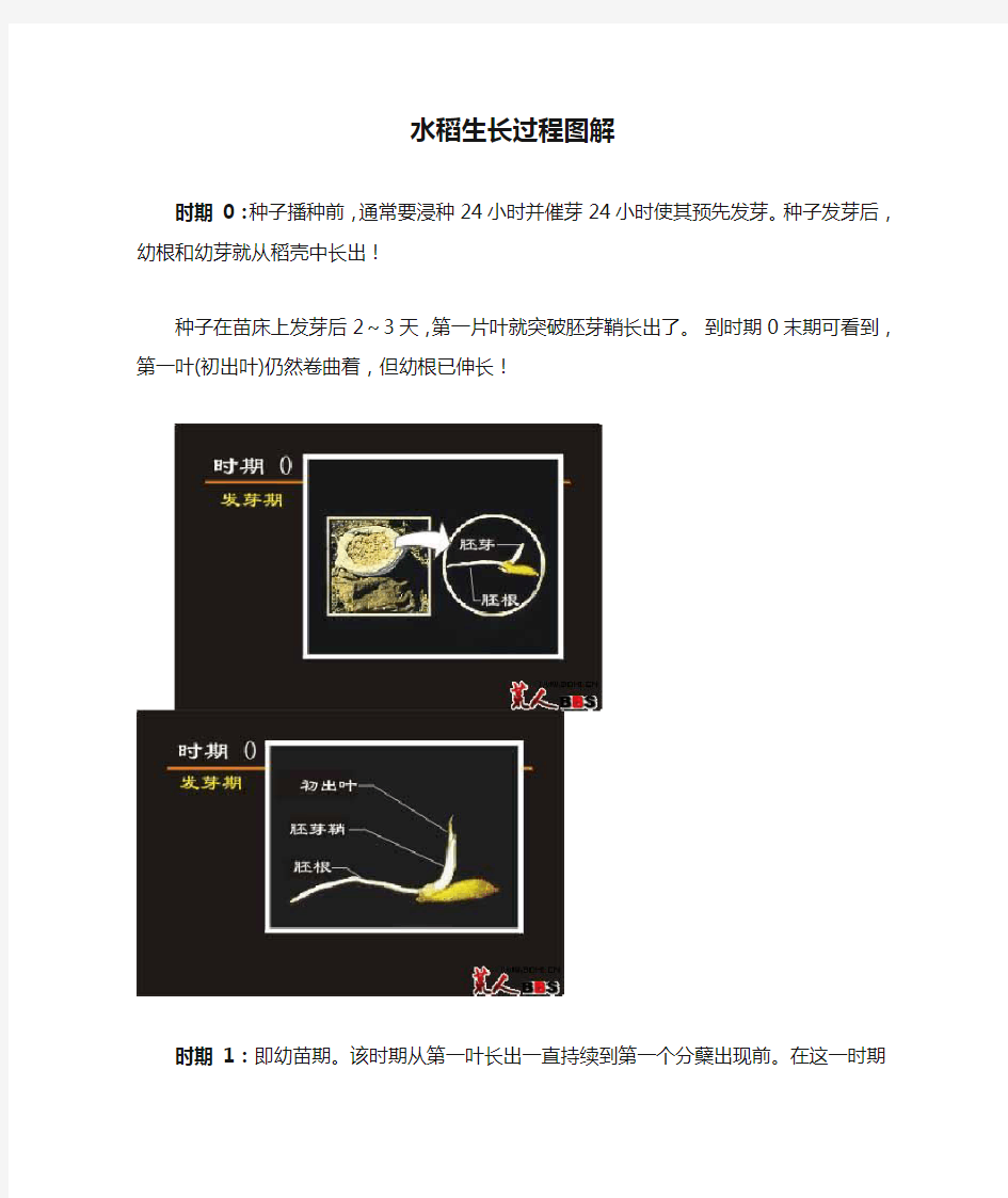 水稻生长过程图解