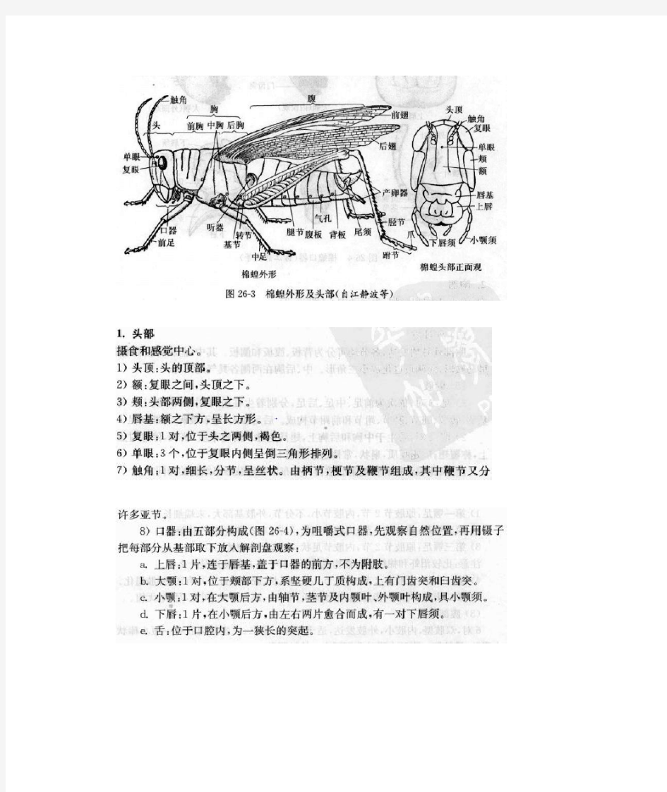 蝗虫解剖结构