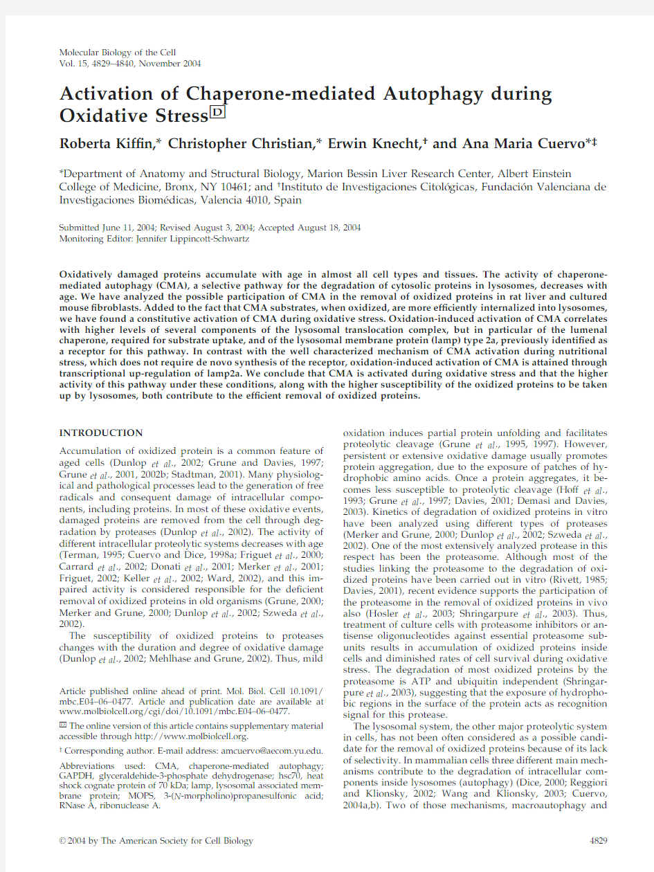 Activation of Chaperone-mediated Autophagy during Oxidative Stress-2004