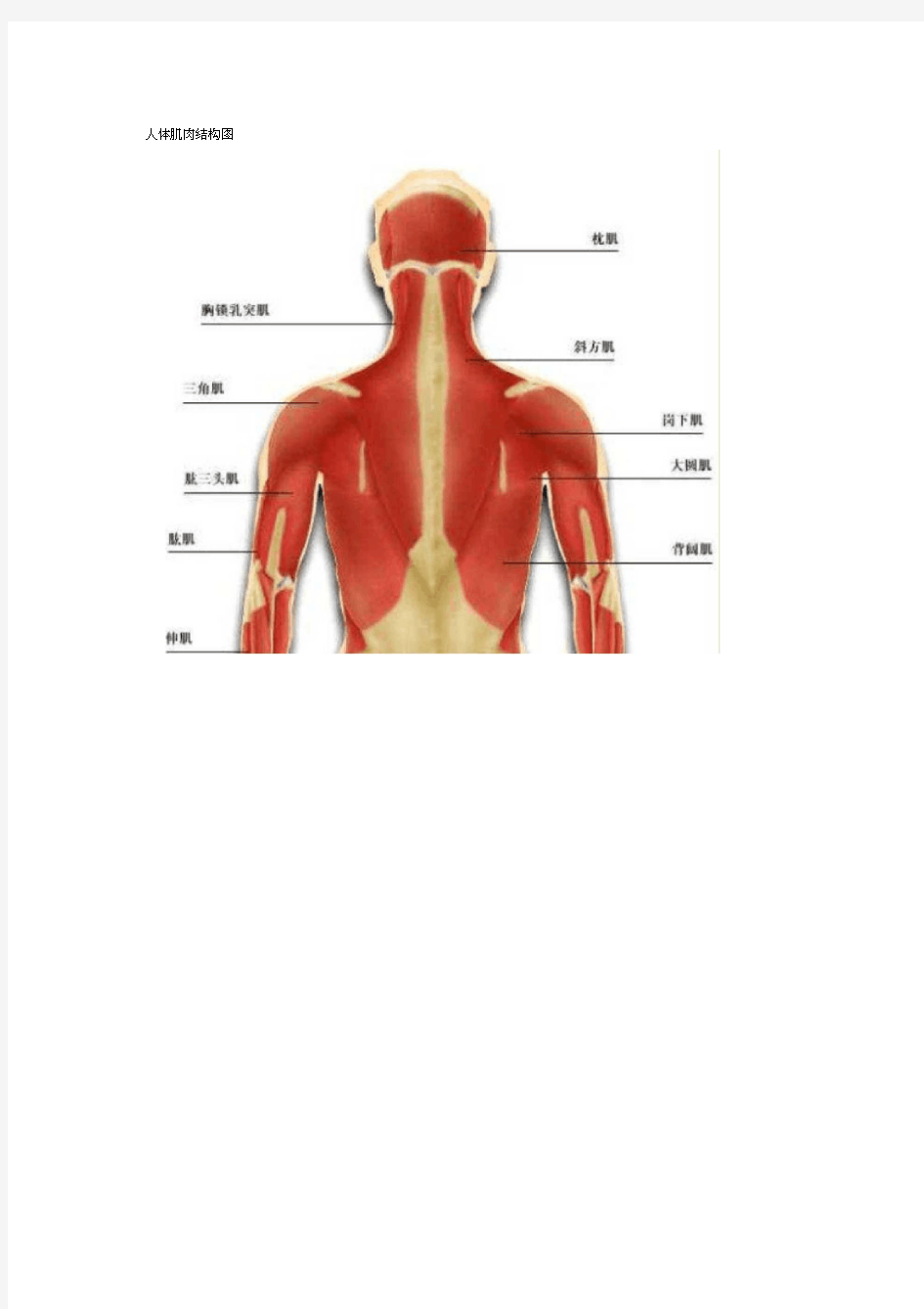 人体肌肉结构图