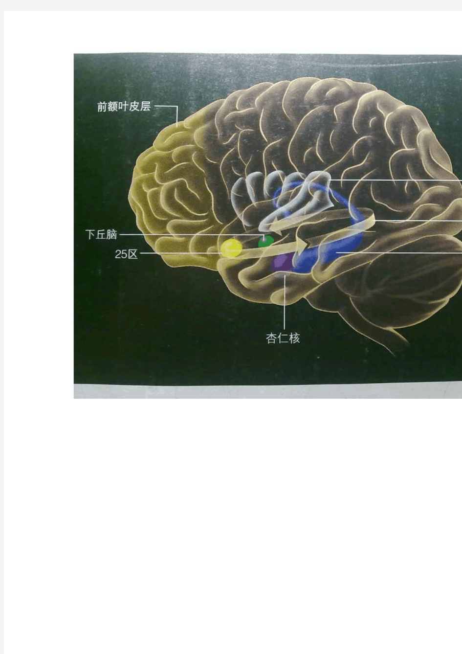 世上最全的神经系统解剖图
