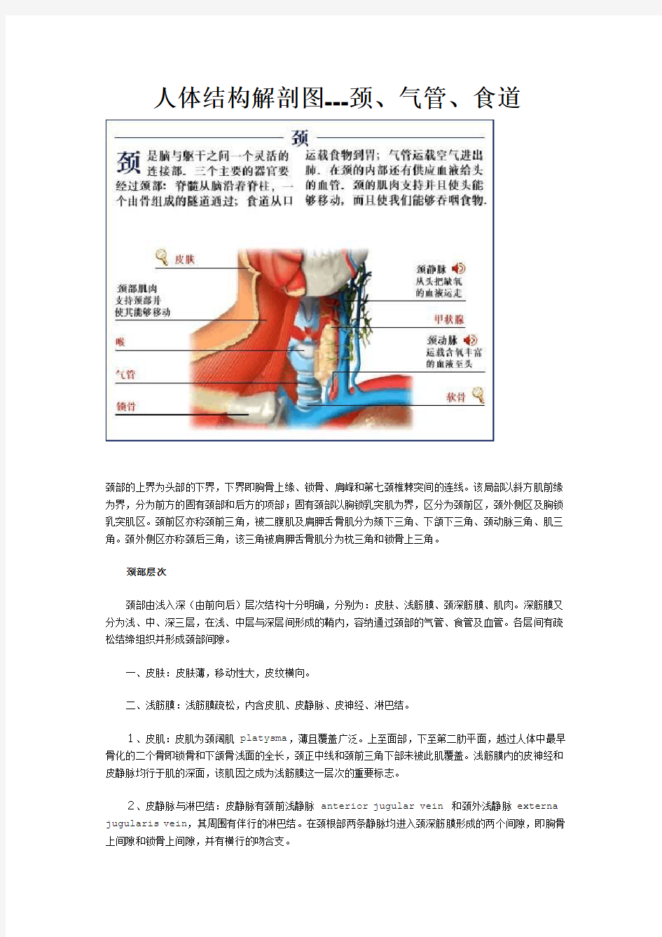 人体结构解剖图---颈、气管、食道