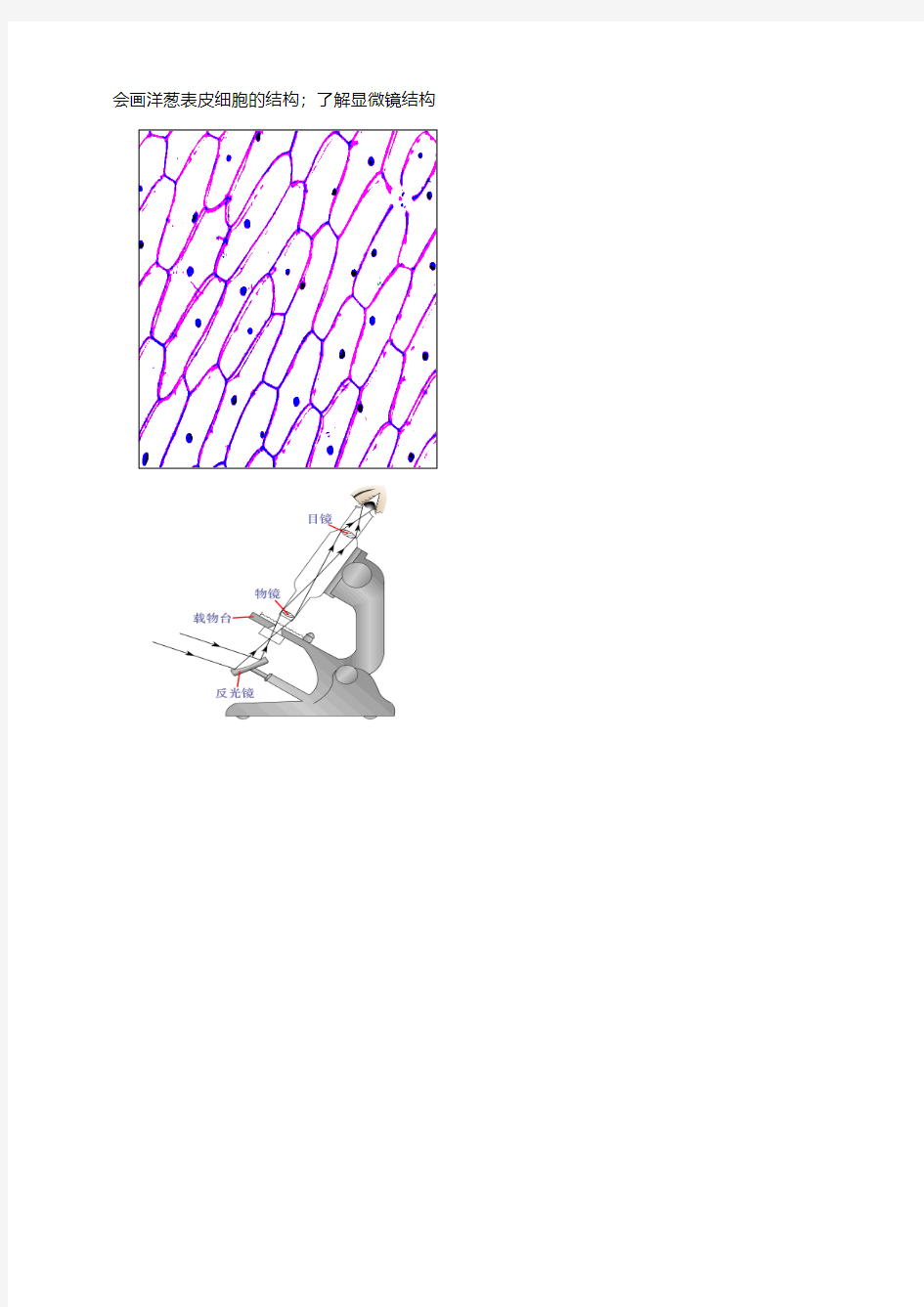 六年级科学下册01第一单元 人的一生