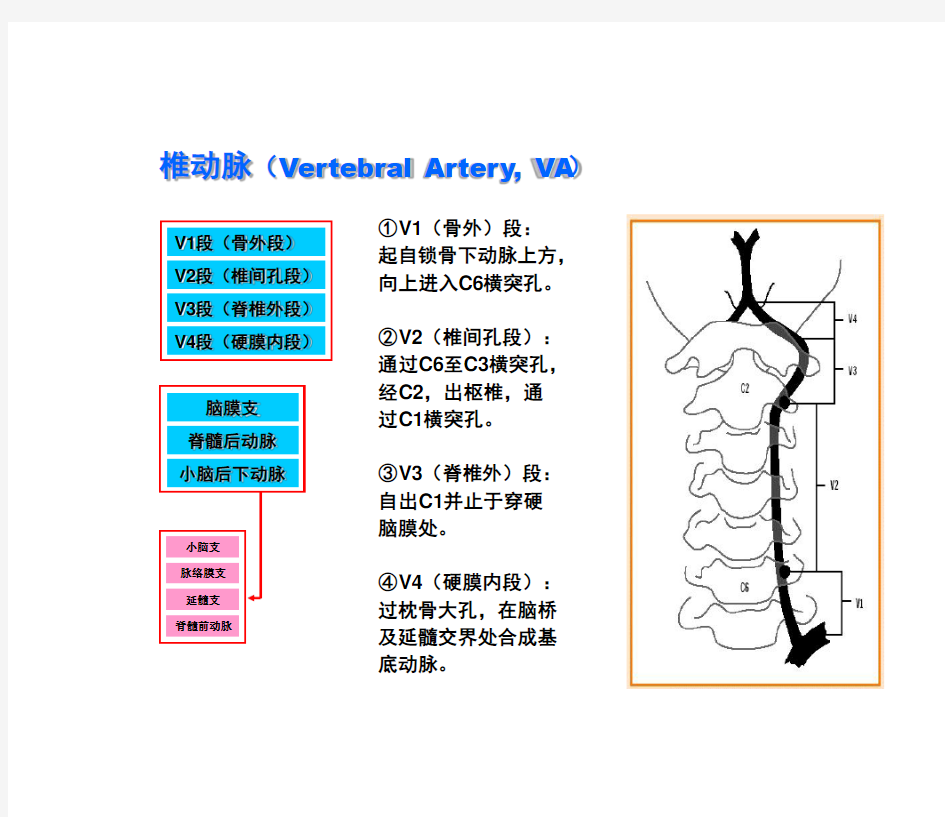 椎动脉分段解剖