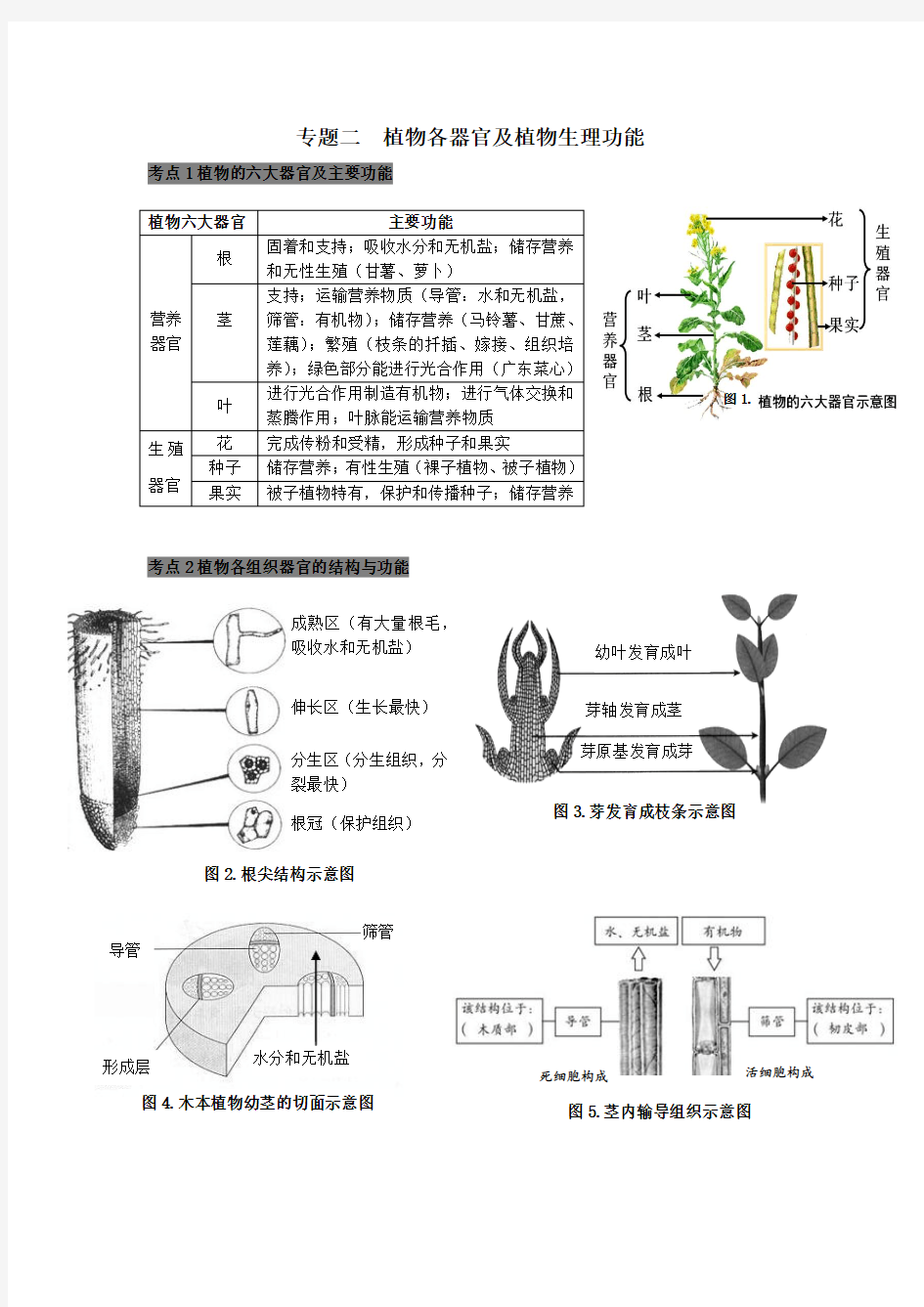 2 专题二  植物各器官及植物生理功能