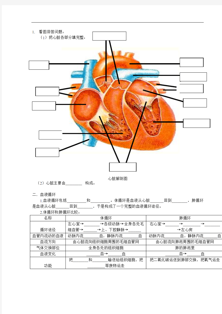 血液循环知识点及练习题