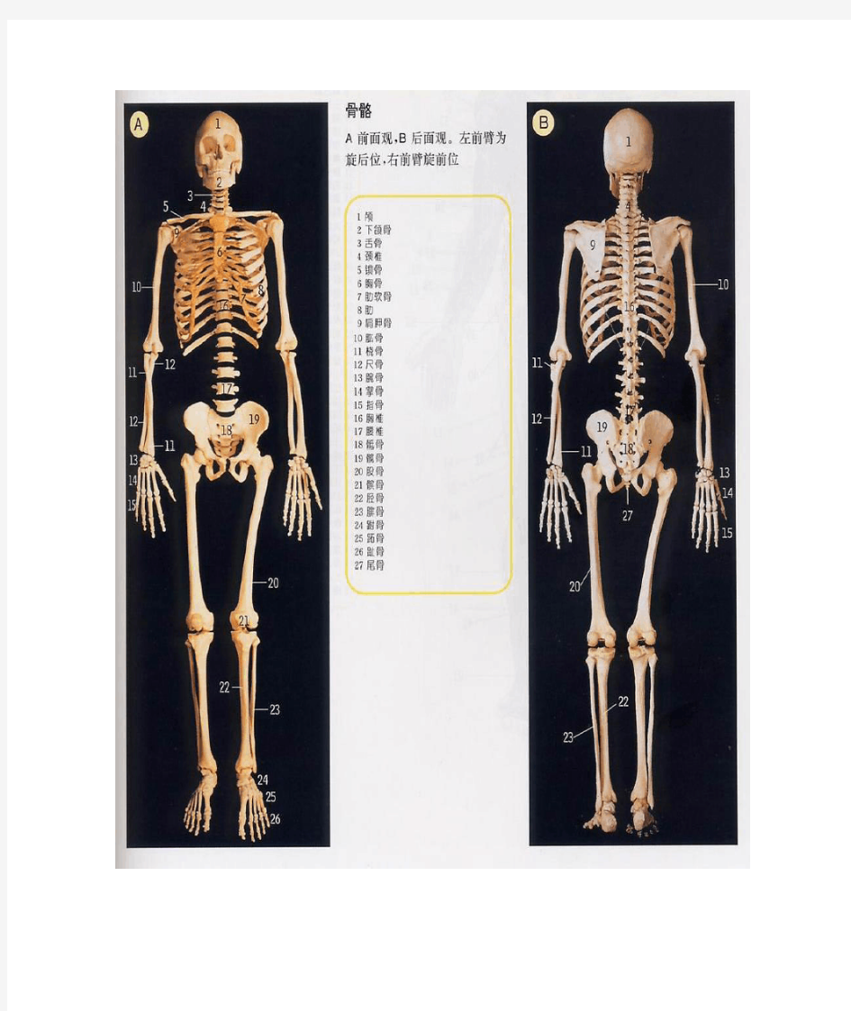 人体骨骼全图