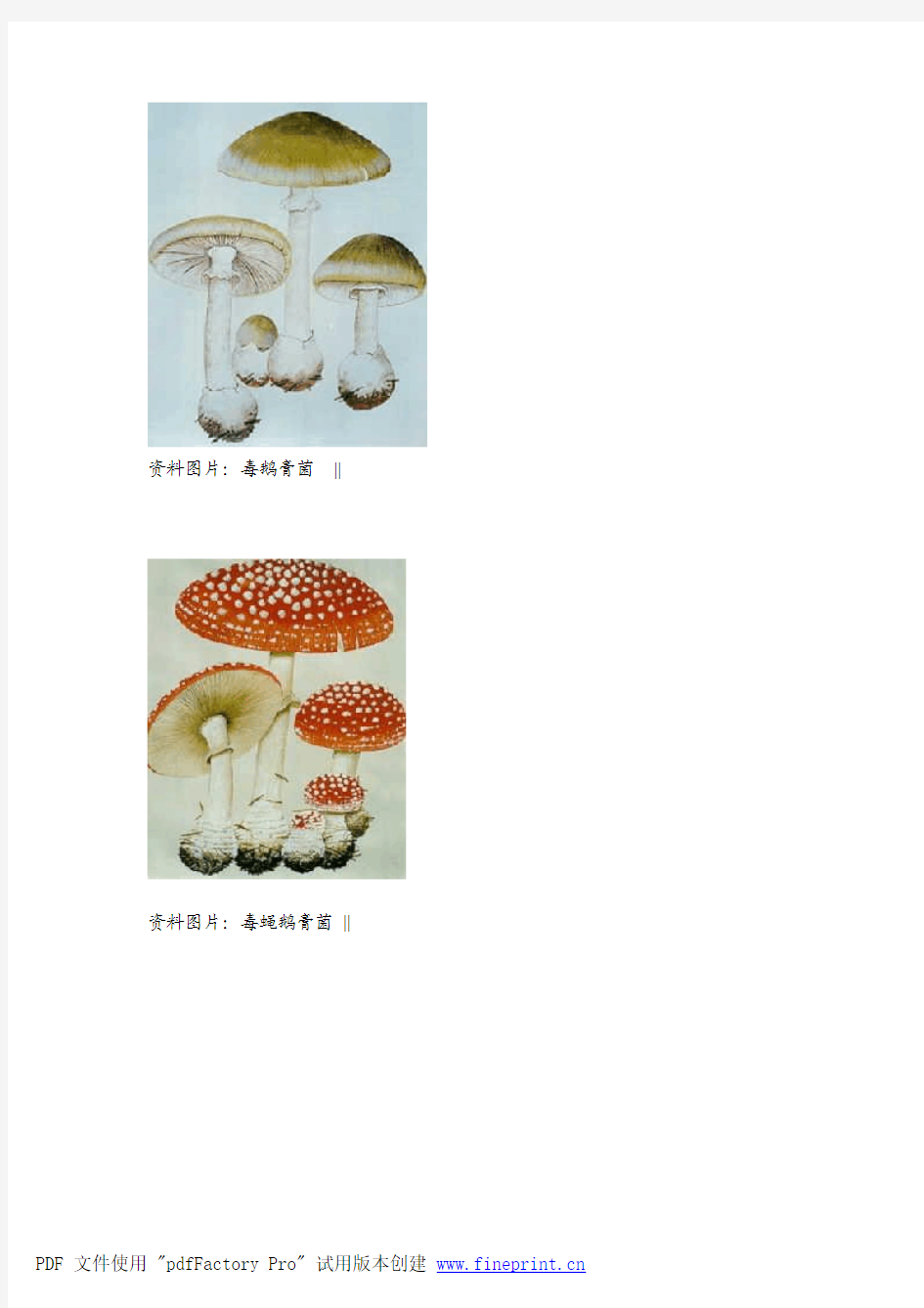 教你辨识17种毒蘑菇(附图)