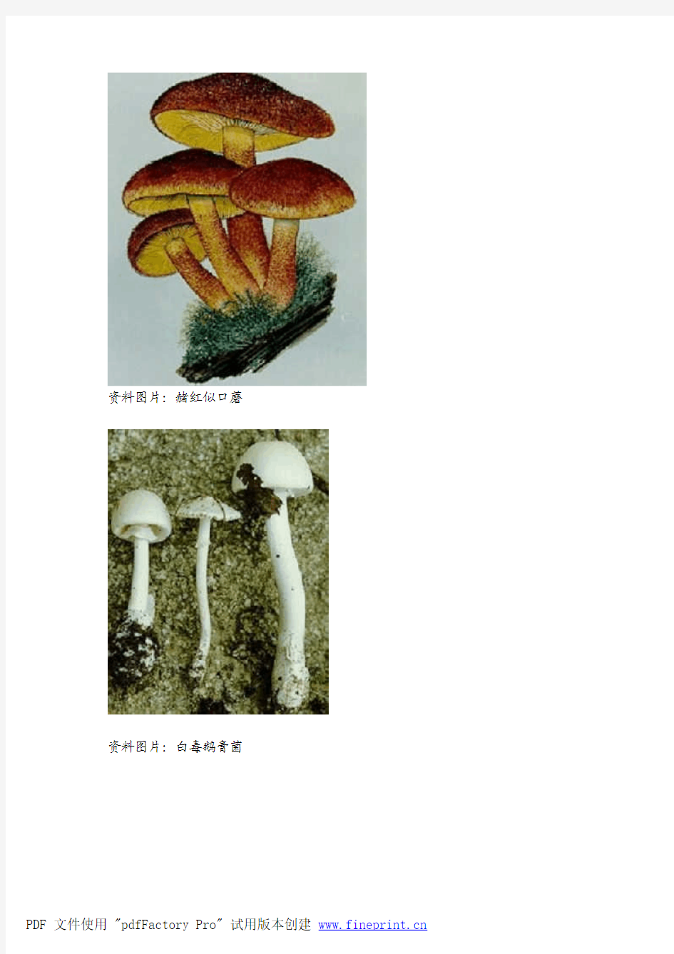 教你辨识17种毒蘑菇(附图)