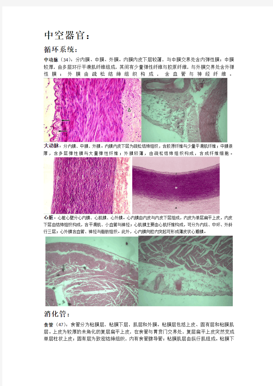 组胚切片 附图 