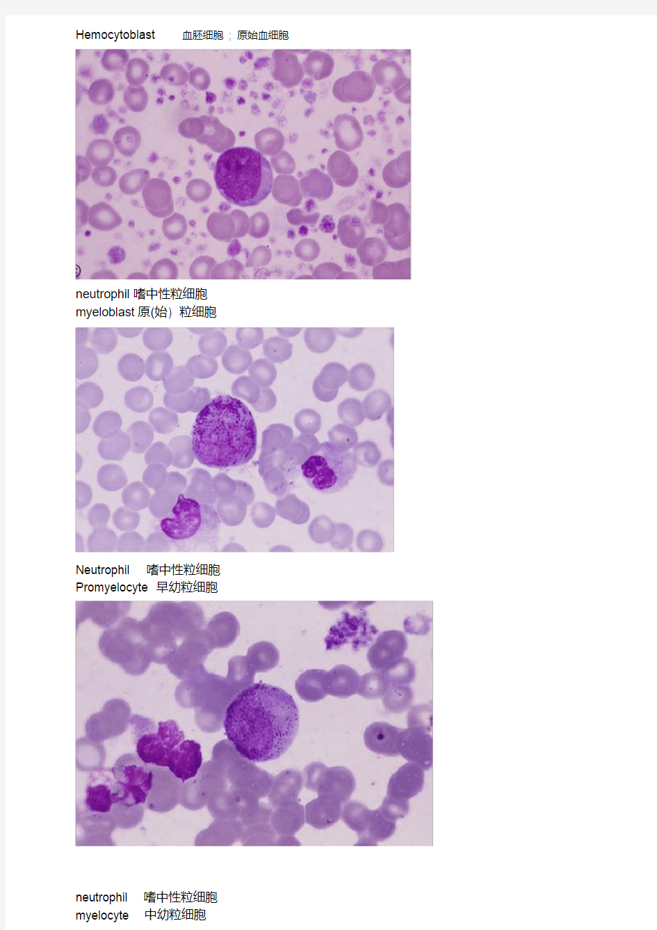 外国网站高清血细胞图谱