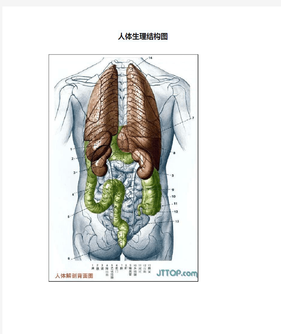 人体生理结构图