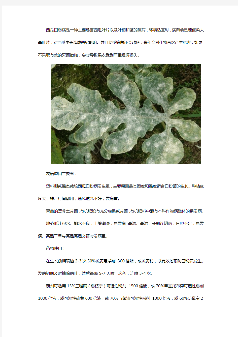 西瓜白粉病打啥药