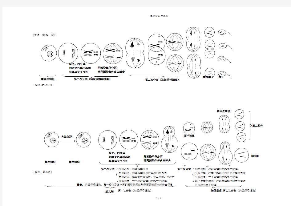 细胞分裂过程图