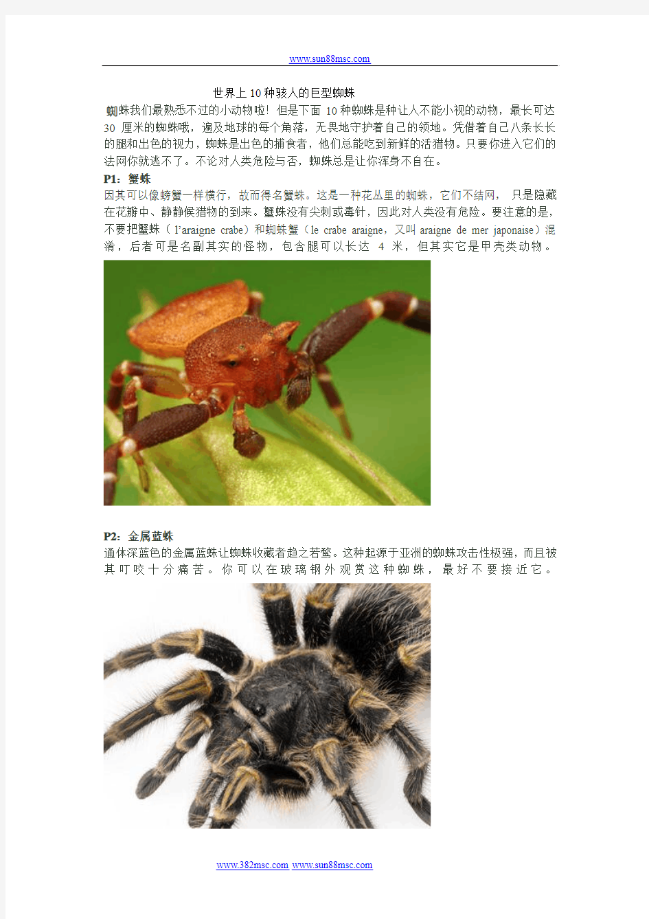 世界上10种骇人的巨型蜘蛛