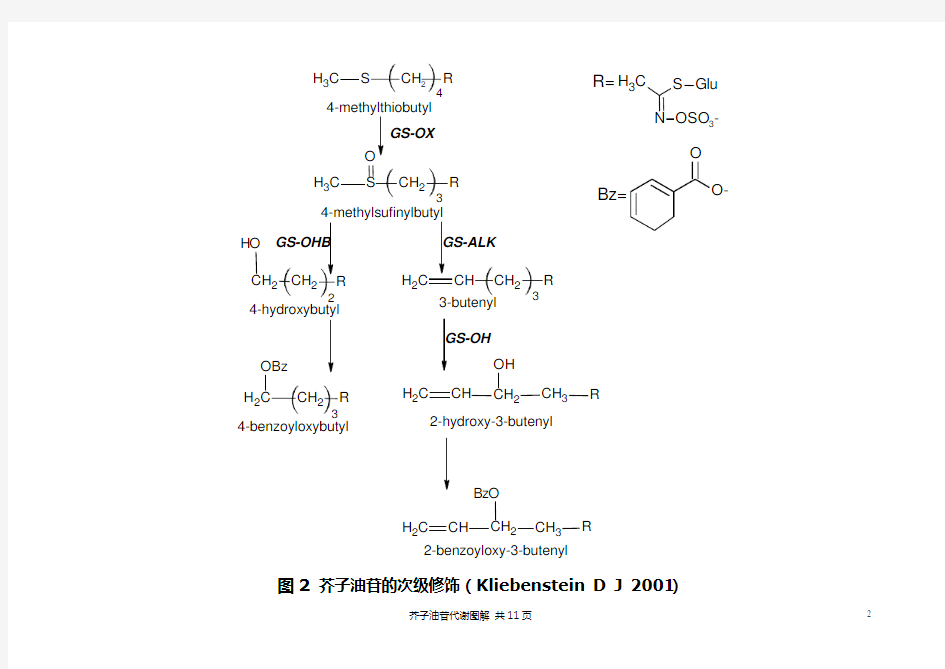 芥子油苷代谢途径图解