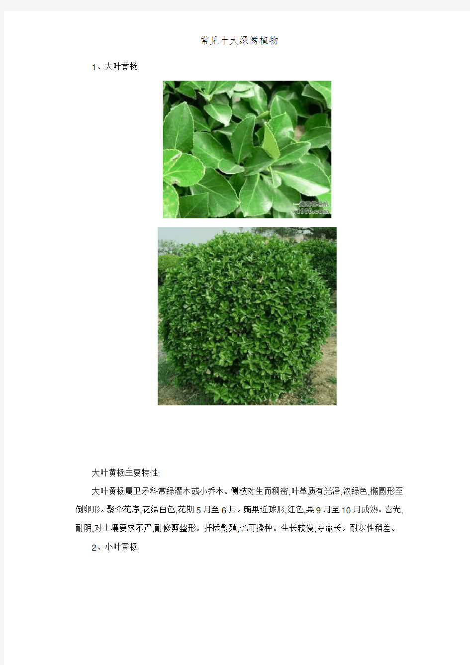 常见十大绿篱植物 (2)