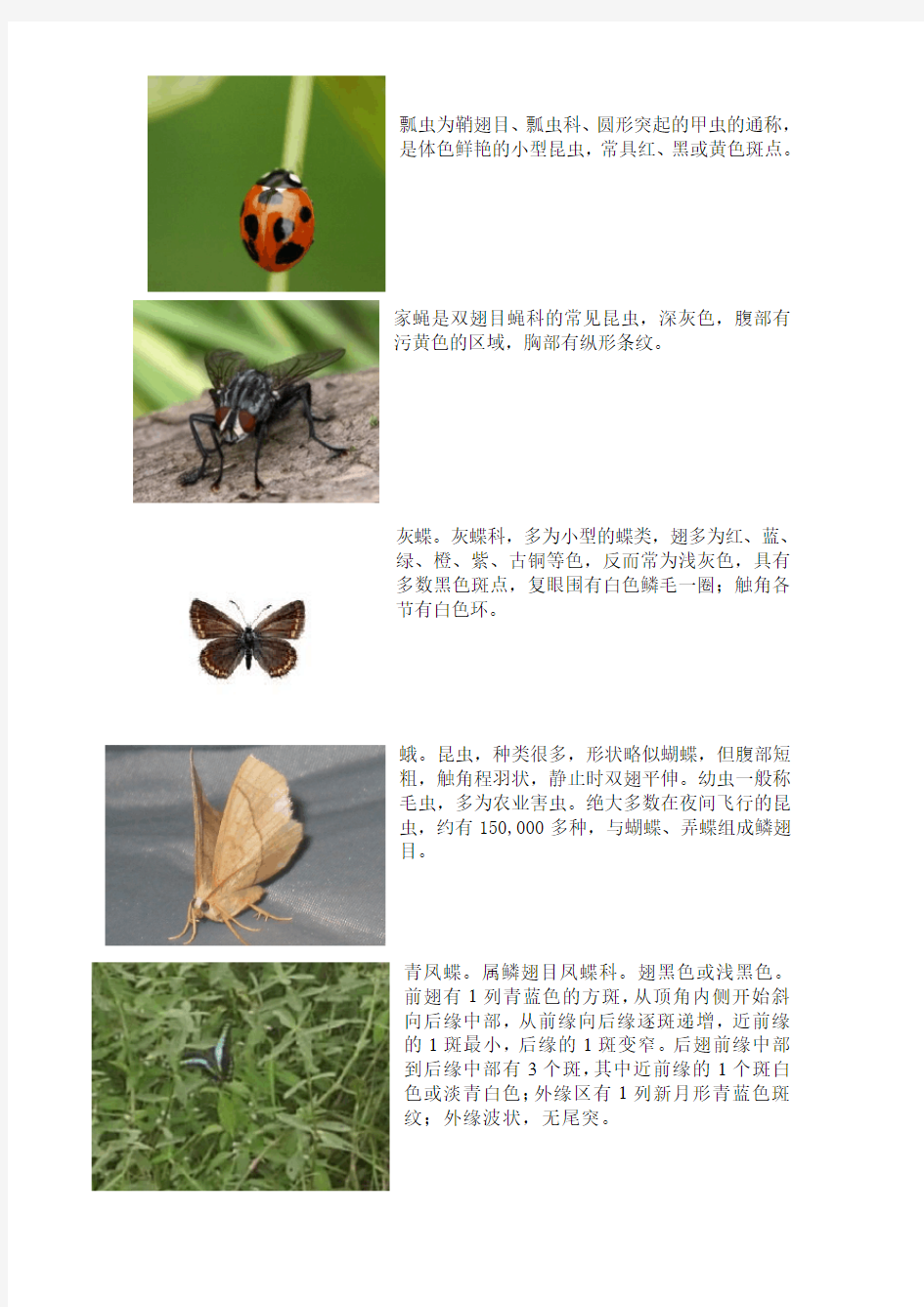 十种昆虫的图文介绍