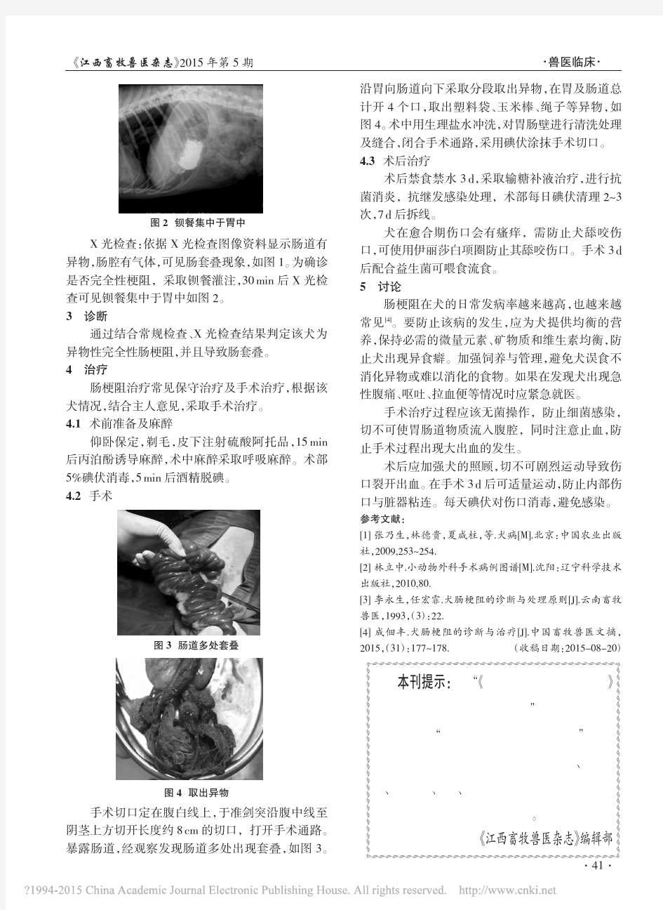 1例萨摩耶犬异物性肠梗阻的诊断与治疗_朱红英