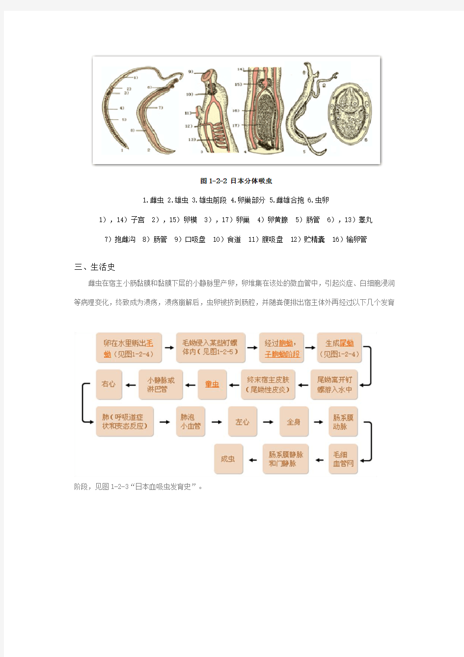 兽医寄生虫学 第一章 人畜共患 第二节 日本血吸虫病