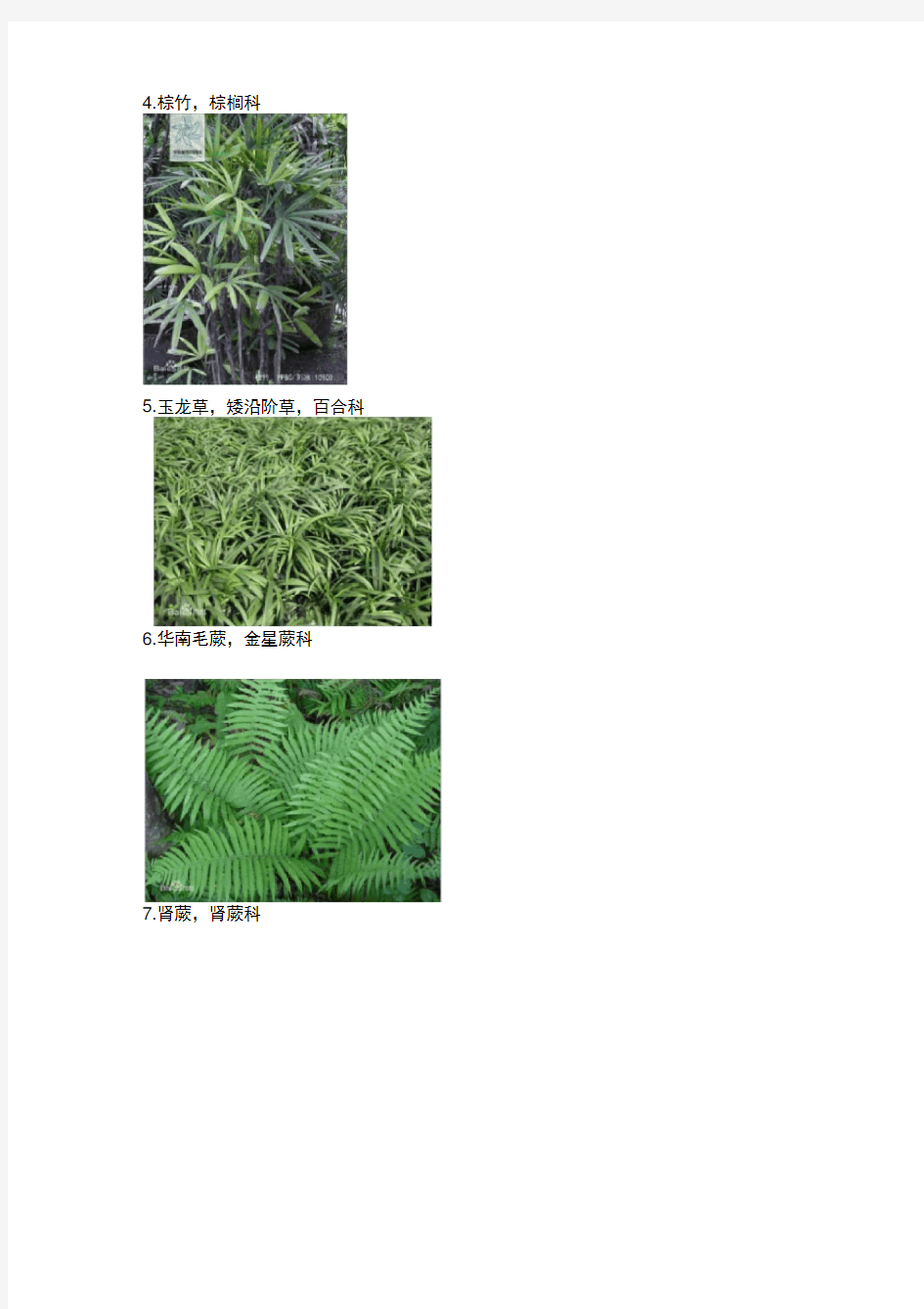 常见园林植物图片名称(80种)