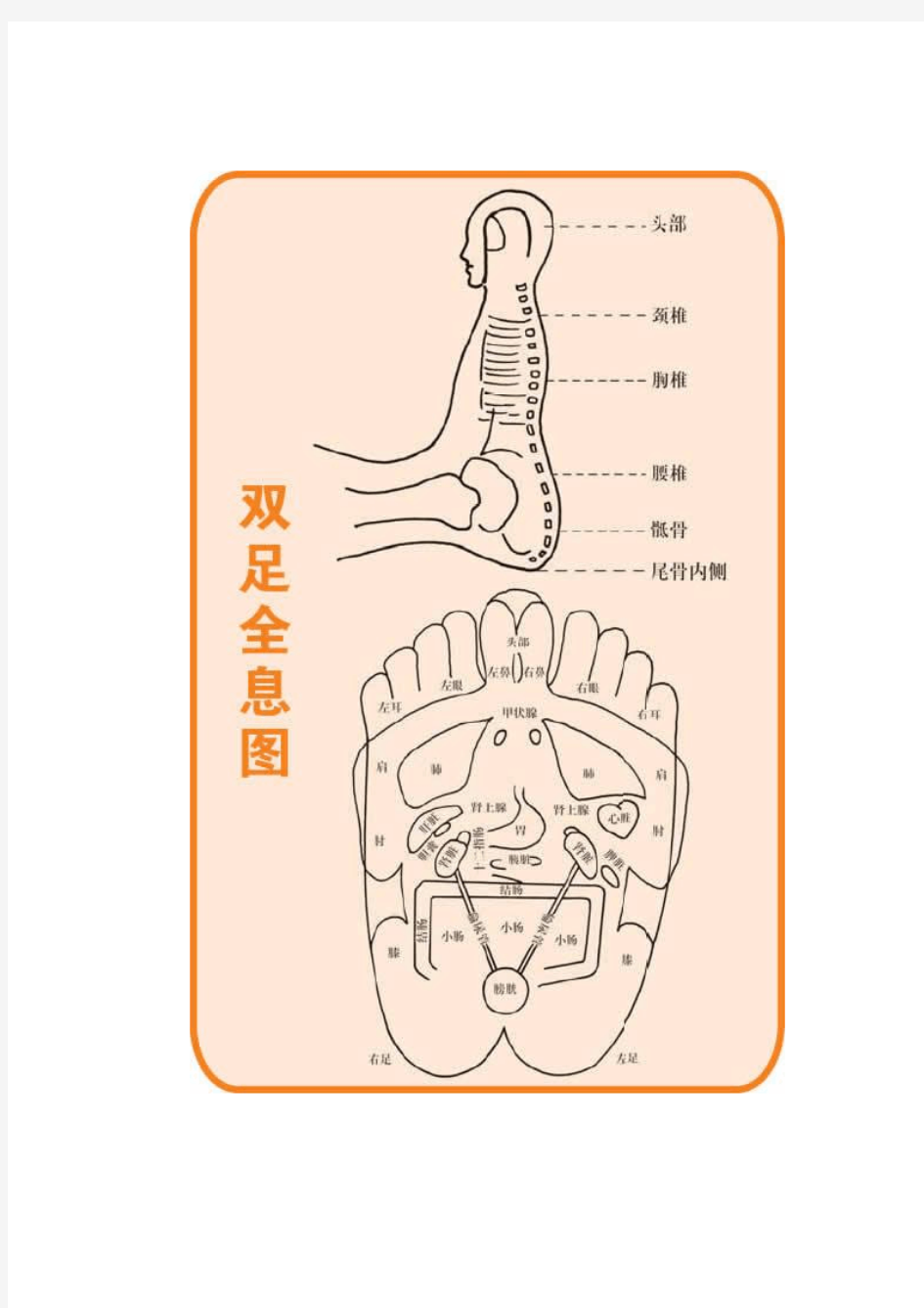 人体部位全息图和反射图