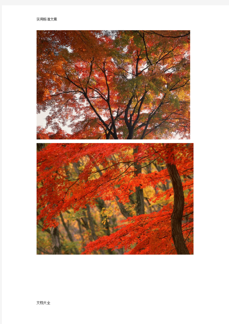 秋季红枫叶图片(30张))